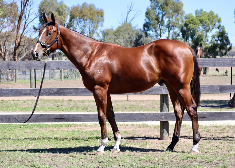 Zousain (AUS) / She's Sureel (AUS) 2024 Colt - Image 1