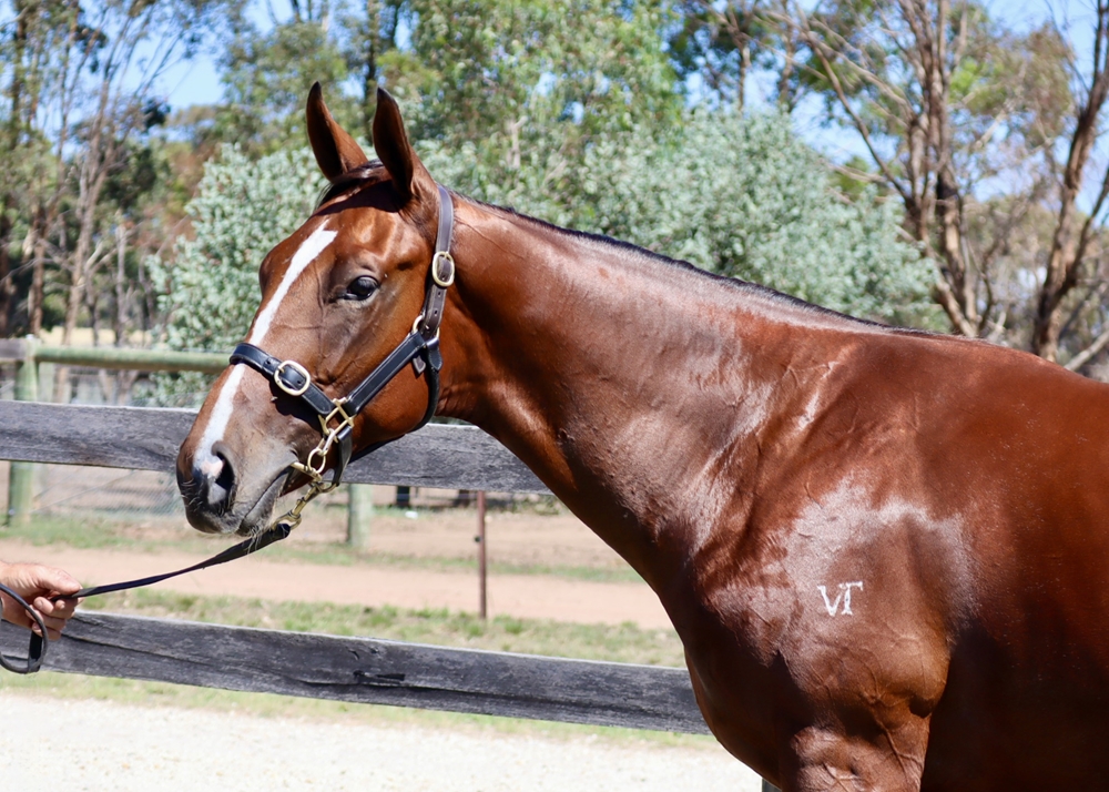 Zousain (AUS) / She's Sureel (AUS) 2024 Colt - Image 2