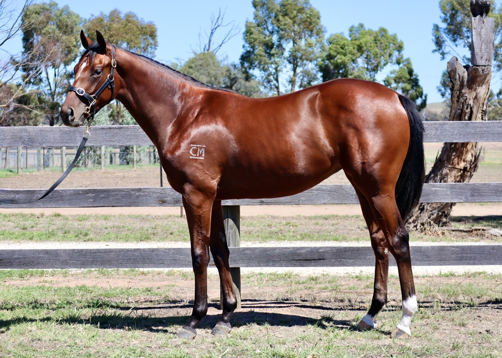 Paulele (AUS) / Empress Zhao (NZ) 2024 Filly - Image 1