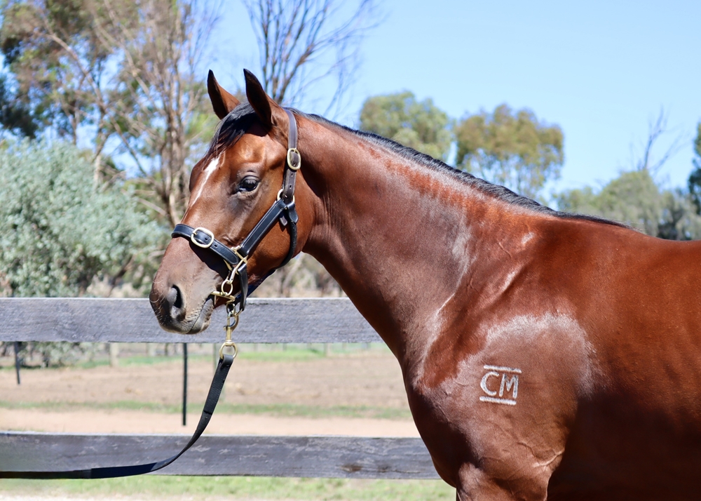 Paulele (AUS) / Empress Zhao (NZ) 2024 Filly - Image 2