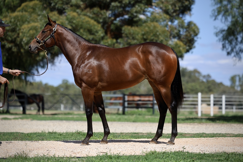 Best of Bordeaux (AUS) / The Amazing Tahlia (AUS) 2024 Filly - Image 1