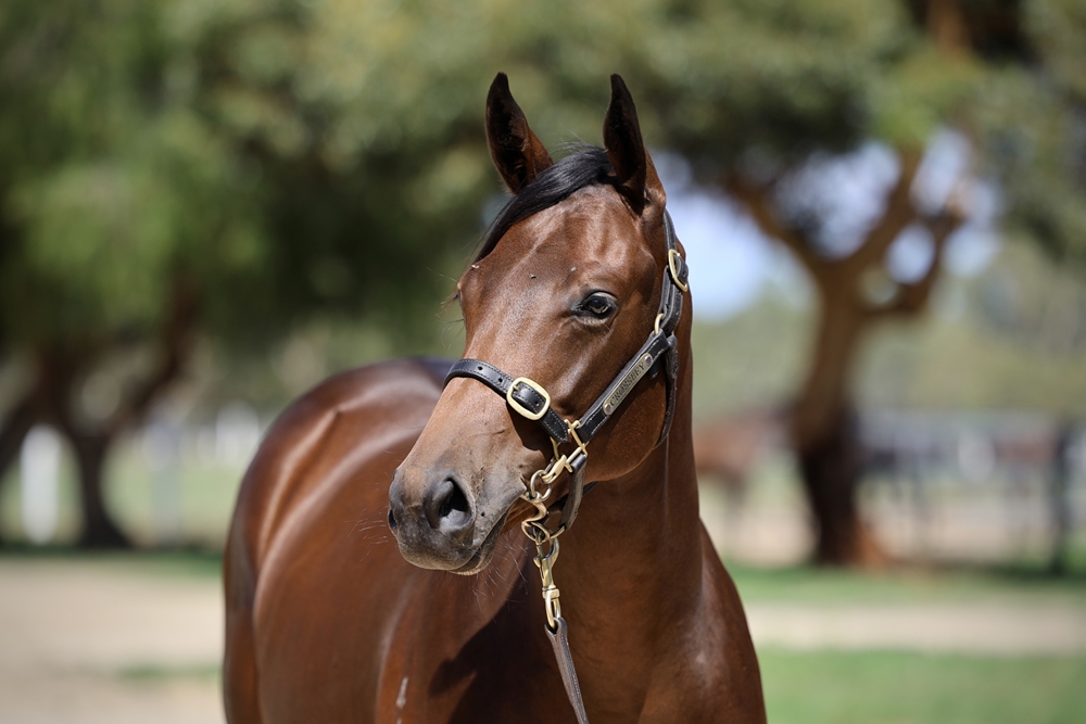 Best of Bordeaux (AUS) / The Amazing Tahlia (AUS) 2024 Filly - Image 2