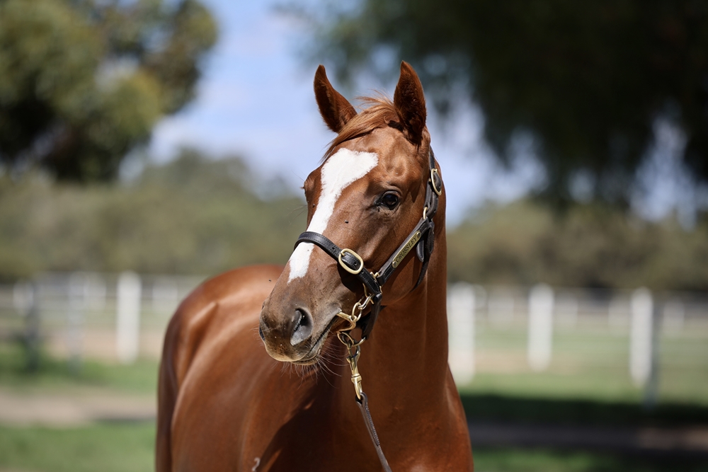 Hanseatic (AUS) / All Boom (AUS) 2024 Filly - Image 2