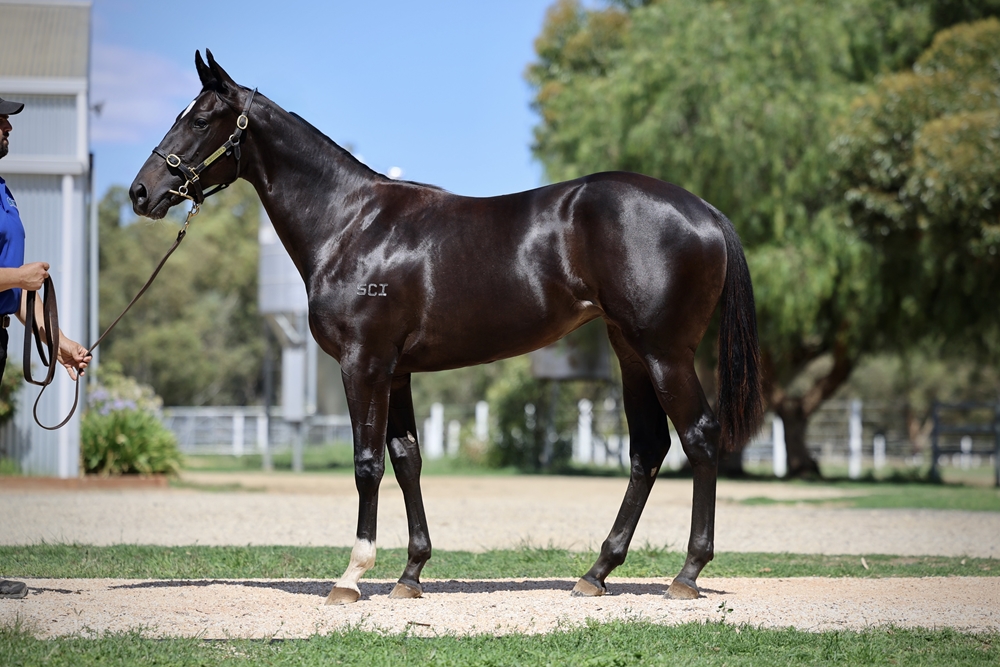 Wooded (IRE) / Bralca's Gem (AUS) 2024 Filly - Image 1
