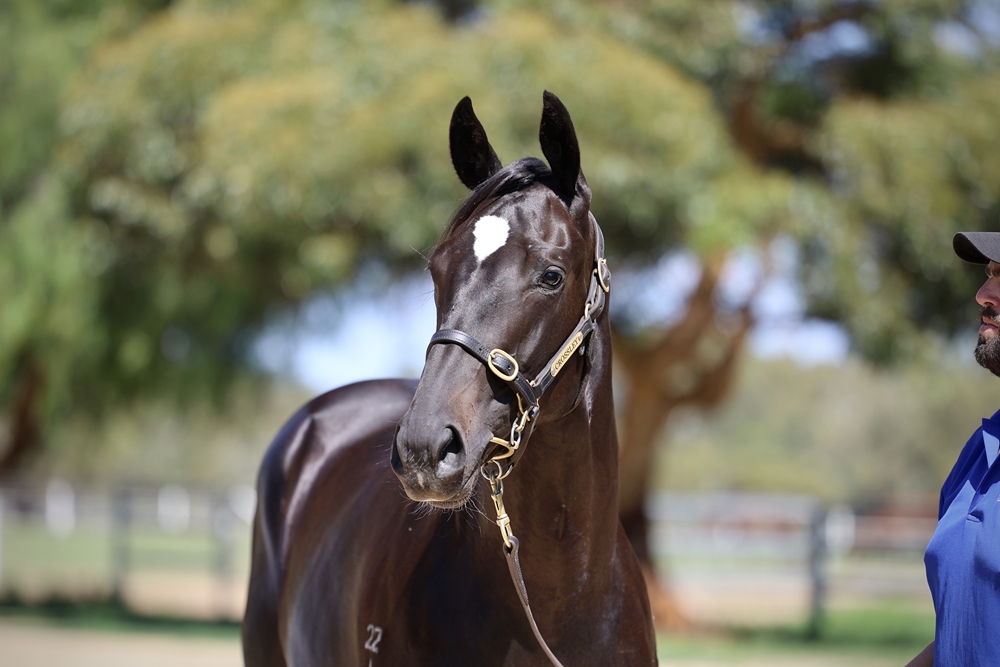 Wooded (IRE) / Bralca's Gem (AUS) 2024 Filly - Image 2