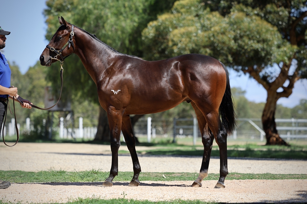Shalaa (IRE) / Bring the Peace (AUS) 2024 Colt - Image 1