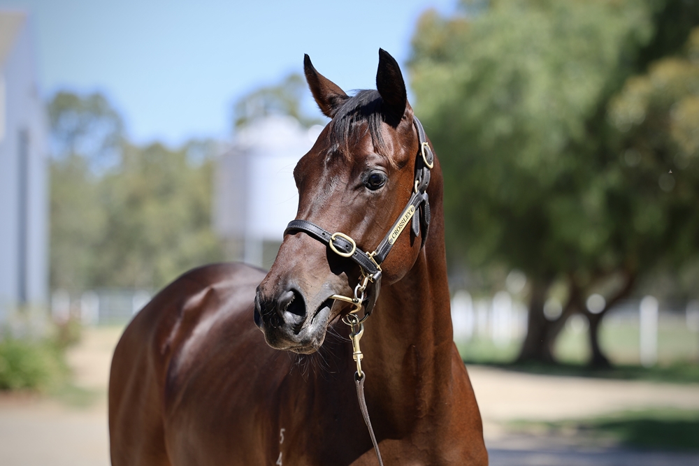 Shalaa (IRE) / Bring the Peace (AUS) 2024 Colt - Image 2