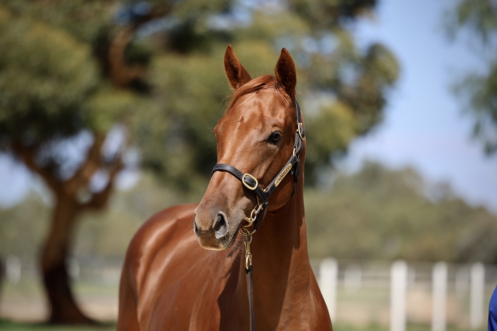 All Too Hard (AUS) / Fields of Ivy (AUS) 2024 Filly - Image 2