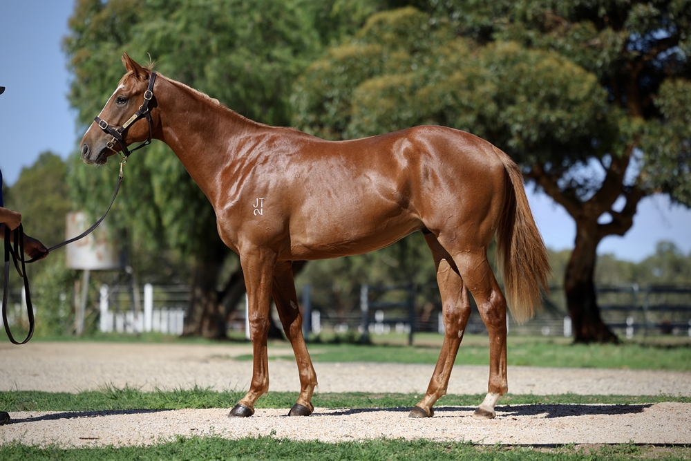 Trapeze Artist (AUS) / Friday Hussy (AUS) 2024 Colt - Image 1