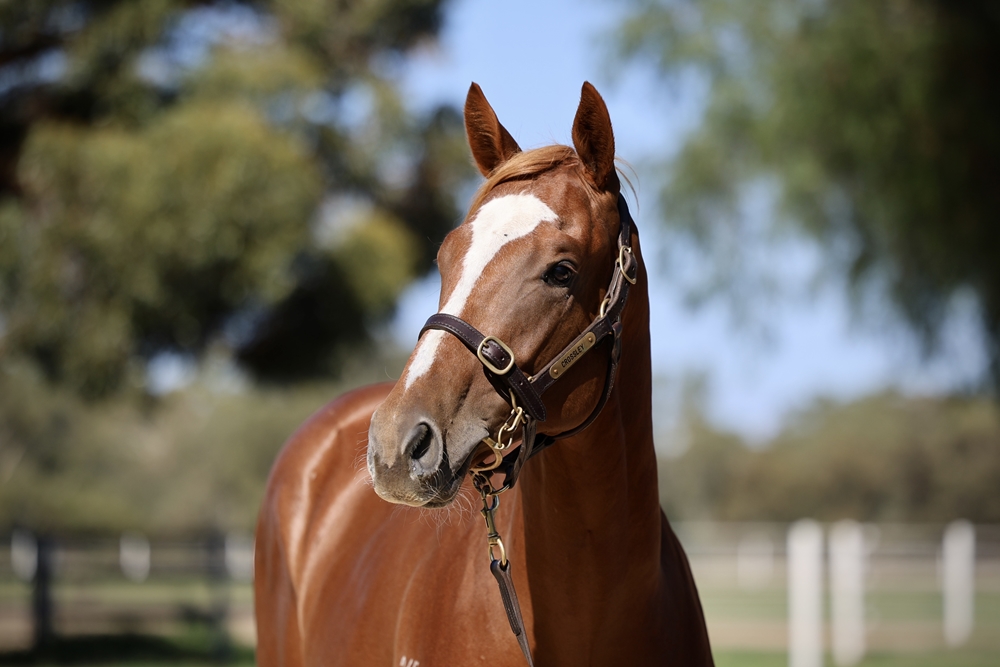 Trapeze Artist (AUS) / Friday Hussy (AUS) 2024 Colt - Image 2