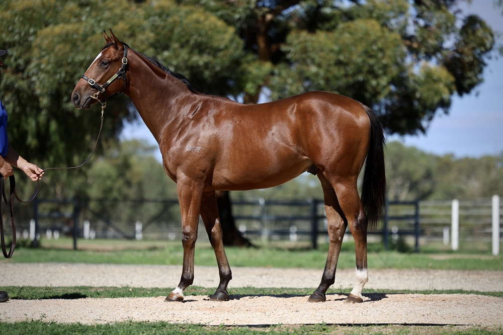 Fierce Impact (JPN) / It's Poets Day (AUS) 2024 Colt - Image 1