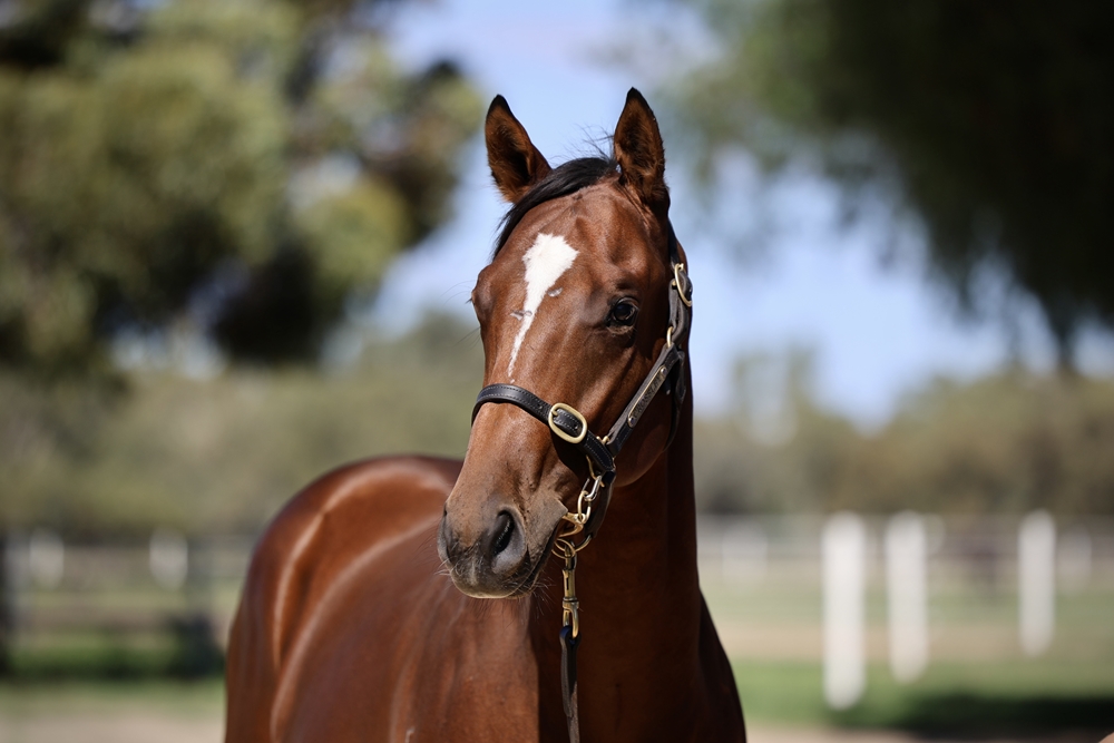 Fierce Impact (JPN) / It's Poets Day (AUS) 2024 Colt - Image 2