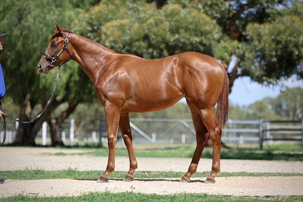 Toronado (IRE) / Loco Mojo (AUS) 2024 Filly - Image 1