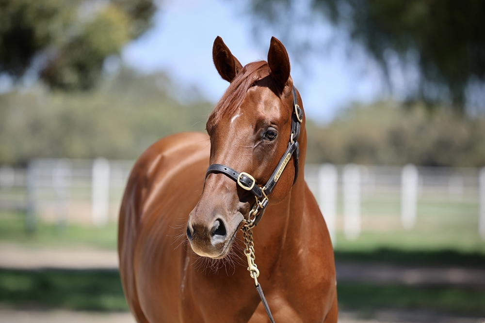 Toronado (IRE) / Loco Mojo (AUS) 2024 Filly - Image 2