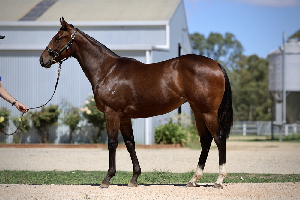 Best of Bordeaux (AUS) / Miss Moonbeam (AUS) 2024 Filly - Image 1