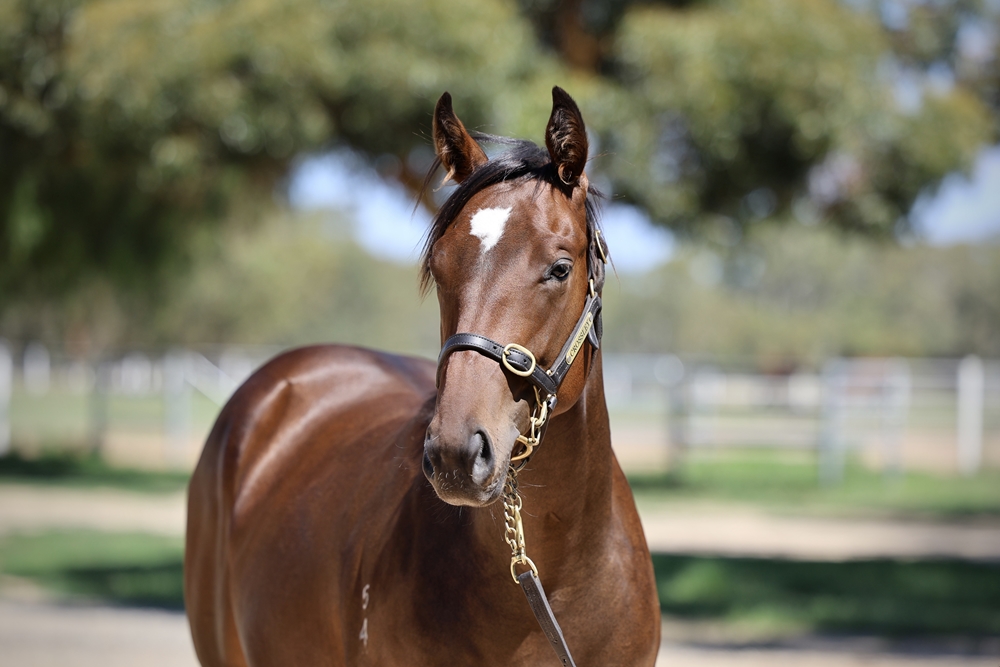Best of Bordeaux (AUS) / Miss Moonbeam (AUS) 2024 Filly - Image 2