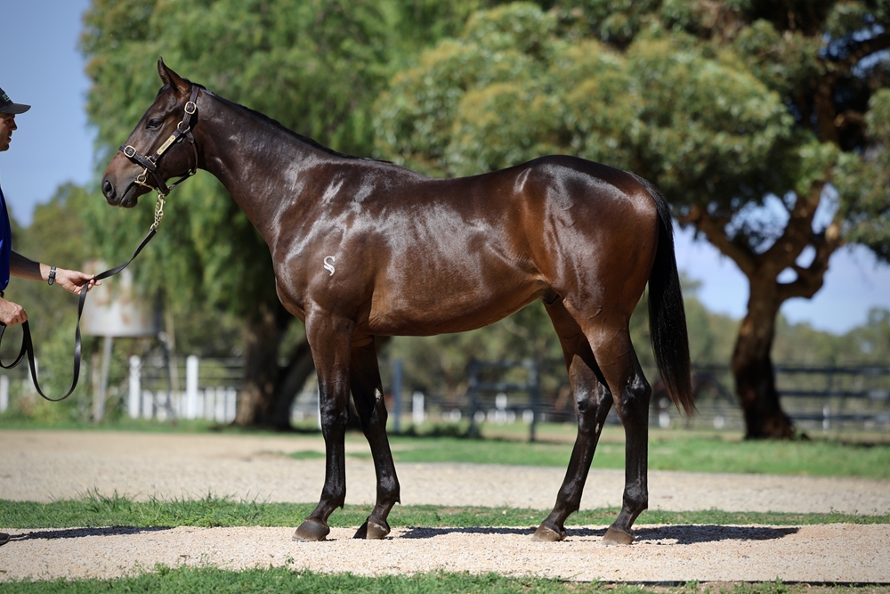 Zousain (AUS) / Osaycan (AUS) 2024 Colt - Image 1