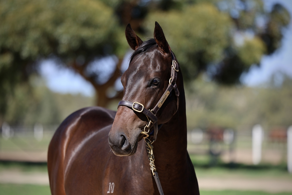 Zousain (AUS) / Osaycan (AUS) 2024 Colt - Image 2
