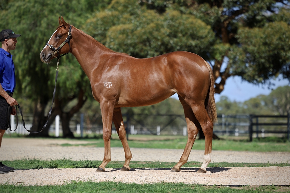 Ghaiyyath (IRE) / Tahuna (AUS) 2024 Filly - Image 1