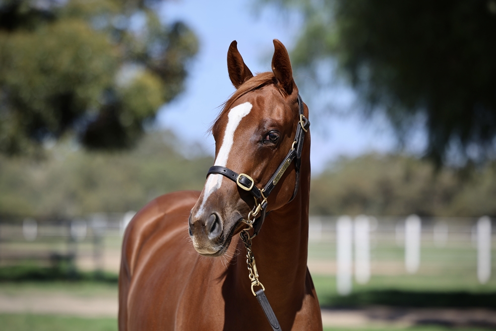 Ghaiyyath (IRE) / Tahuna (AUS) 2024 Filly - Image 2