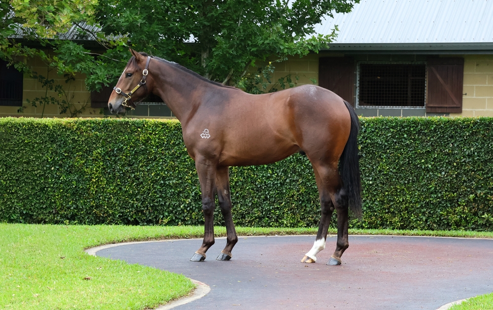 Hitotsu (AUS) / Starliner (AUS) 2024 Colt - Image 1