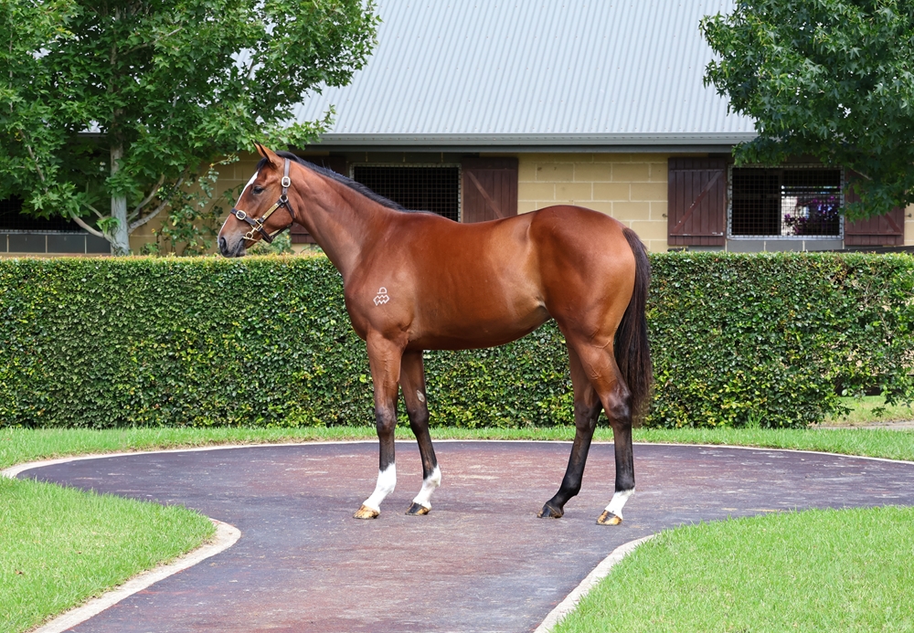 Admire Mars (JPN) / The Closer (AUS) 2024 Filly - Image 1