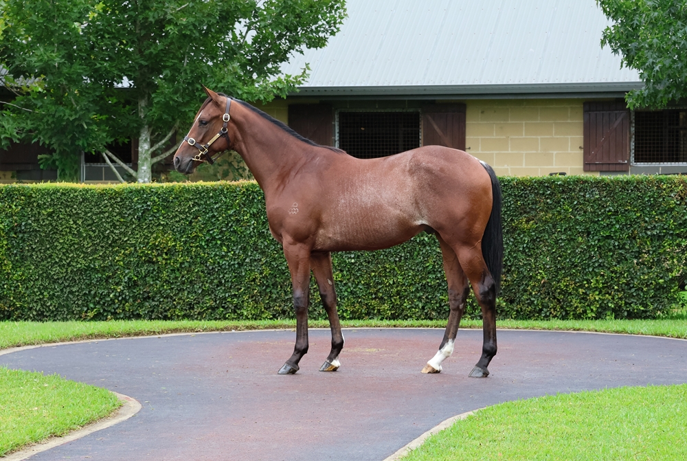 Dundeel (NZ) / Valley of Light (GB) 2024 Colt - Image 1