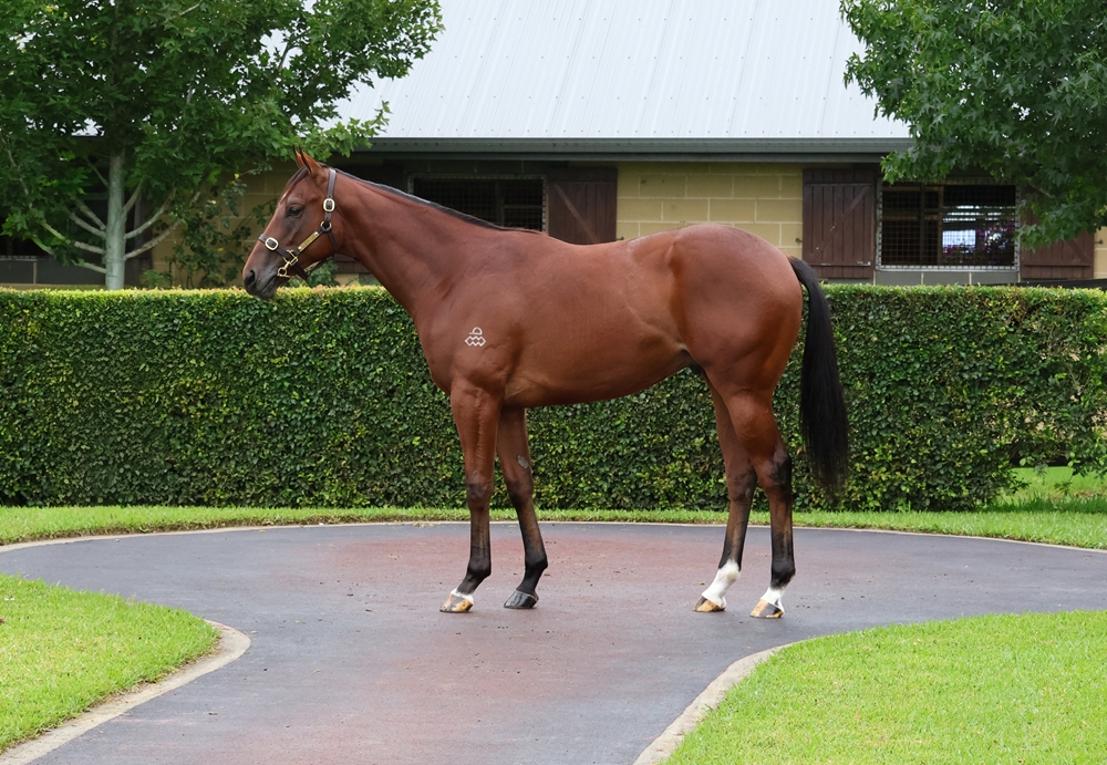 Hitotsu (AUS) / Brazilian Pulse (NZ) 2024 Colt - Image 1