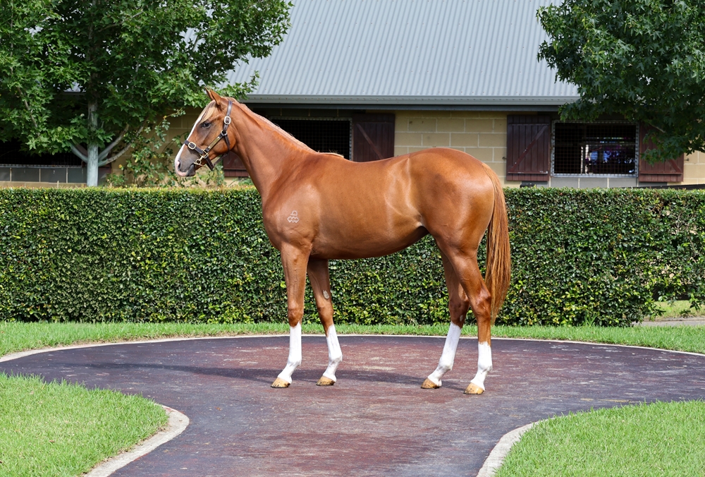 Admire Mars (JPN) / Adamina (AUS) 2024 Filly - Image 1