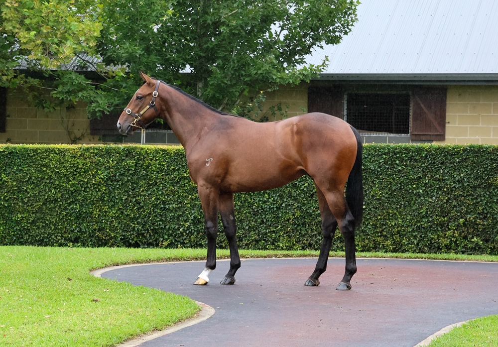 Bivouac (AUS) / Forest Circle (USA) 2024 Colt - Image 1