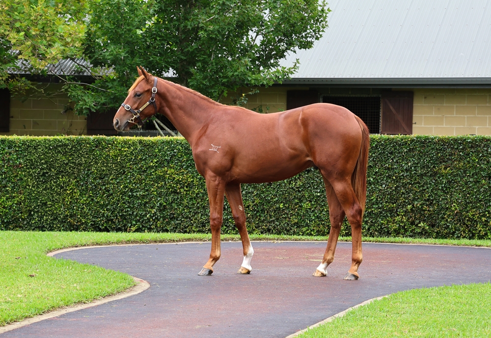 Bivouac (AUS) / Magnalicious (AUS) 2024 Colt - Image 1
