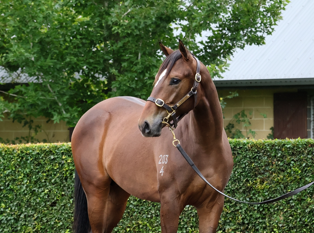 Hitotsu (AUS) / Starliner (AUS) 2024 Colt - Image 2