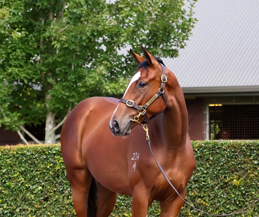 Admire Mars (JPN) / The Closer (AUS) 2024 Filly - Image 2