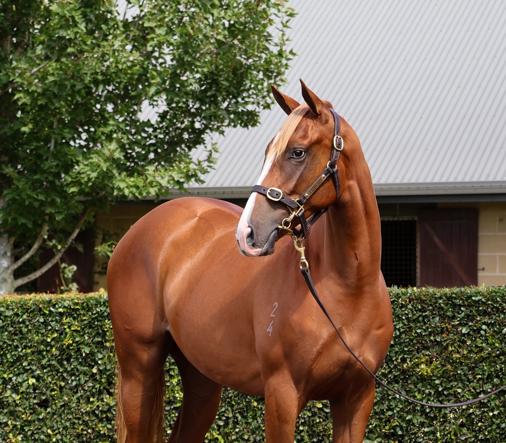 Admire Mars (JPN) / Adamina (AUS) 2024 Filly - Image 2