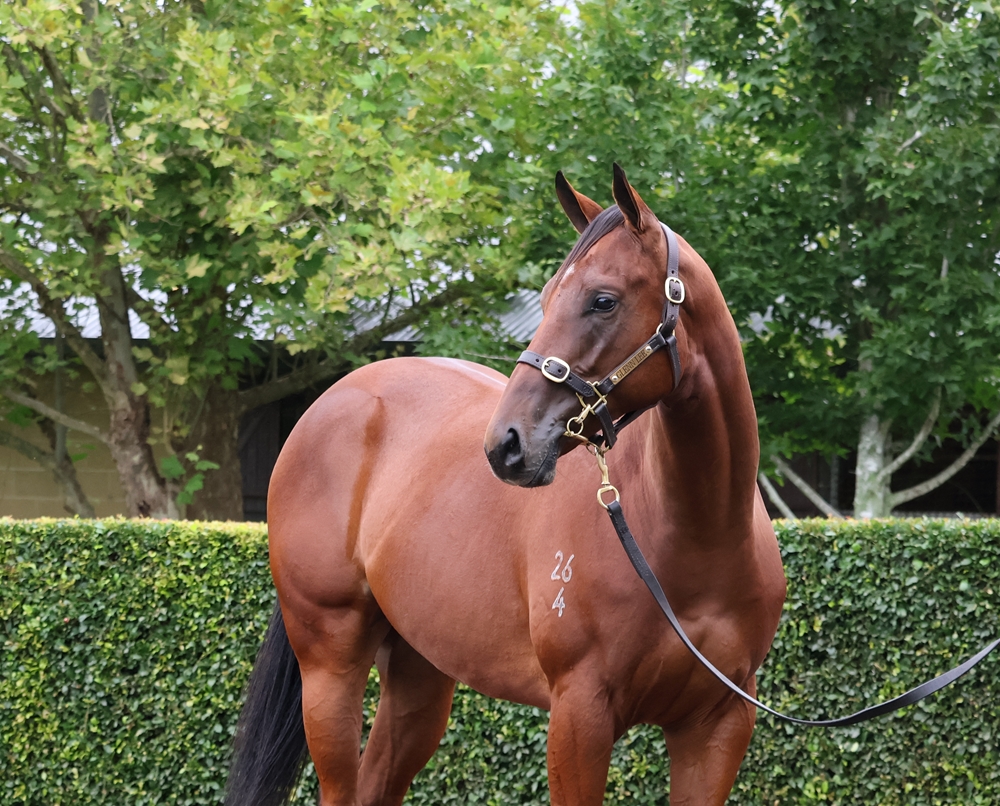 Hitotsu (AUS) / Brazilian Pulse (NZ) 2024 Colt - Image 2