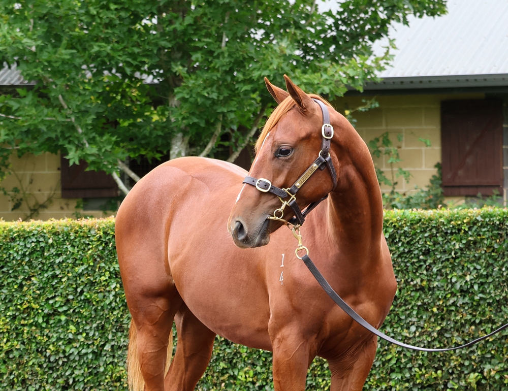 Bivouac (AUS) / Magnalicious (AUS) 2024 Colt - Image 2