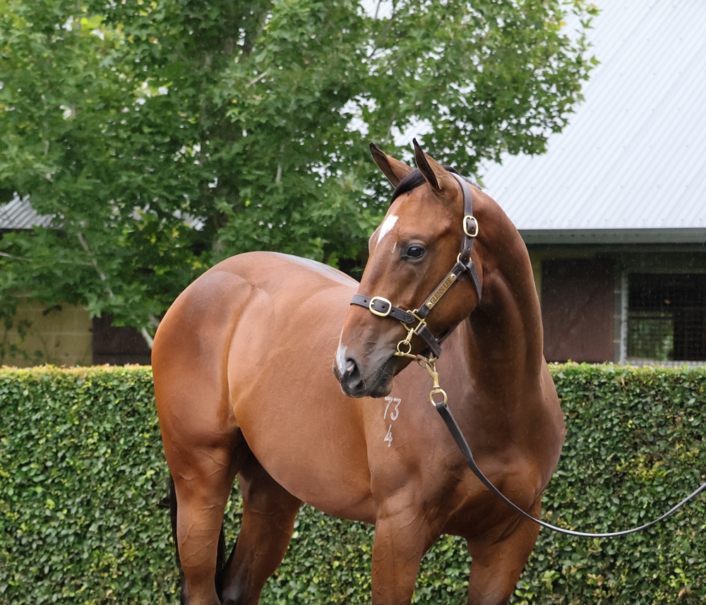 Bivouac (AUS) / Forest Circle (USA) 2024 Colt - Image 2