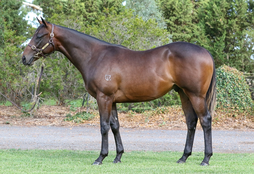 Pierata (AUS) / Sizzleme (AUS) 2024 Colt - Image 1