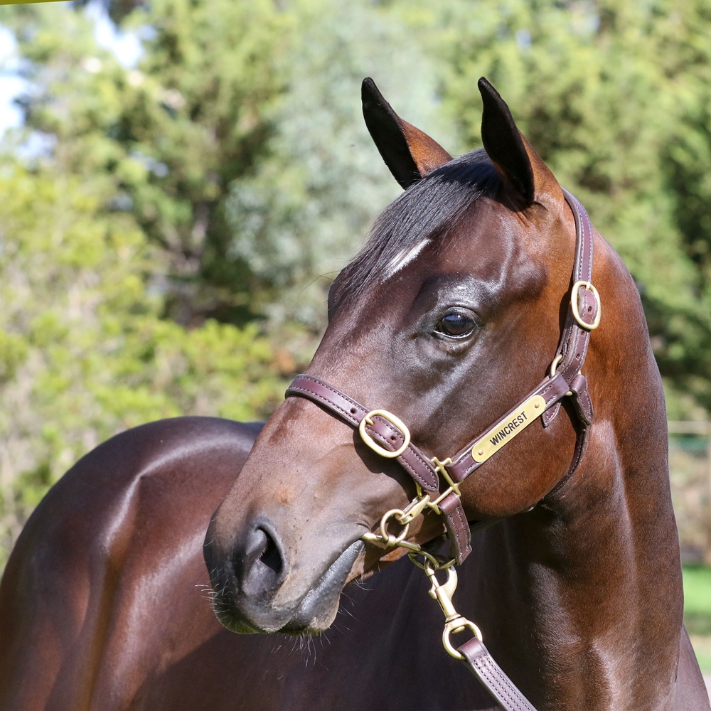 Pierata (AUS) / Sizzleme (AUS) 2024 Colt - Image 2