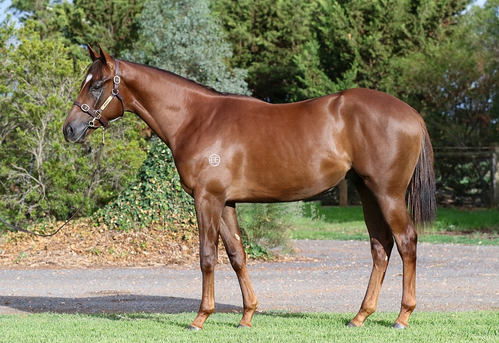 King's Legacy (AUS) / Espresso Martini (NZ) 2024 Colt - Image 1