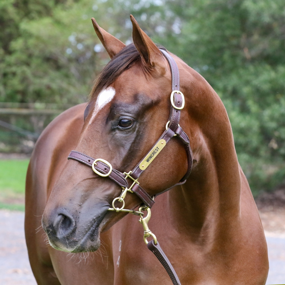 King's Legacy (AUS) / Espresso Martini (NZ) 2024 Colt - Image 2