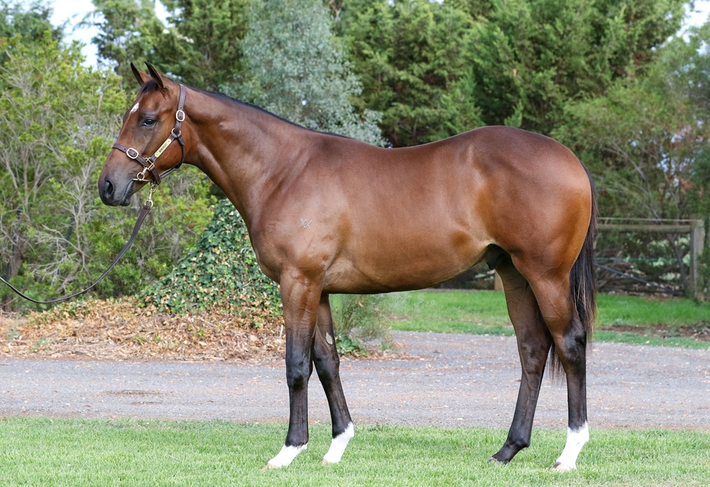 Ghaiyyath (IRE) / Caution (AUS) 2024 Colt - Image 1