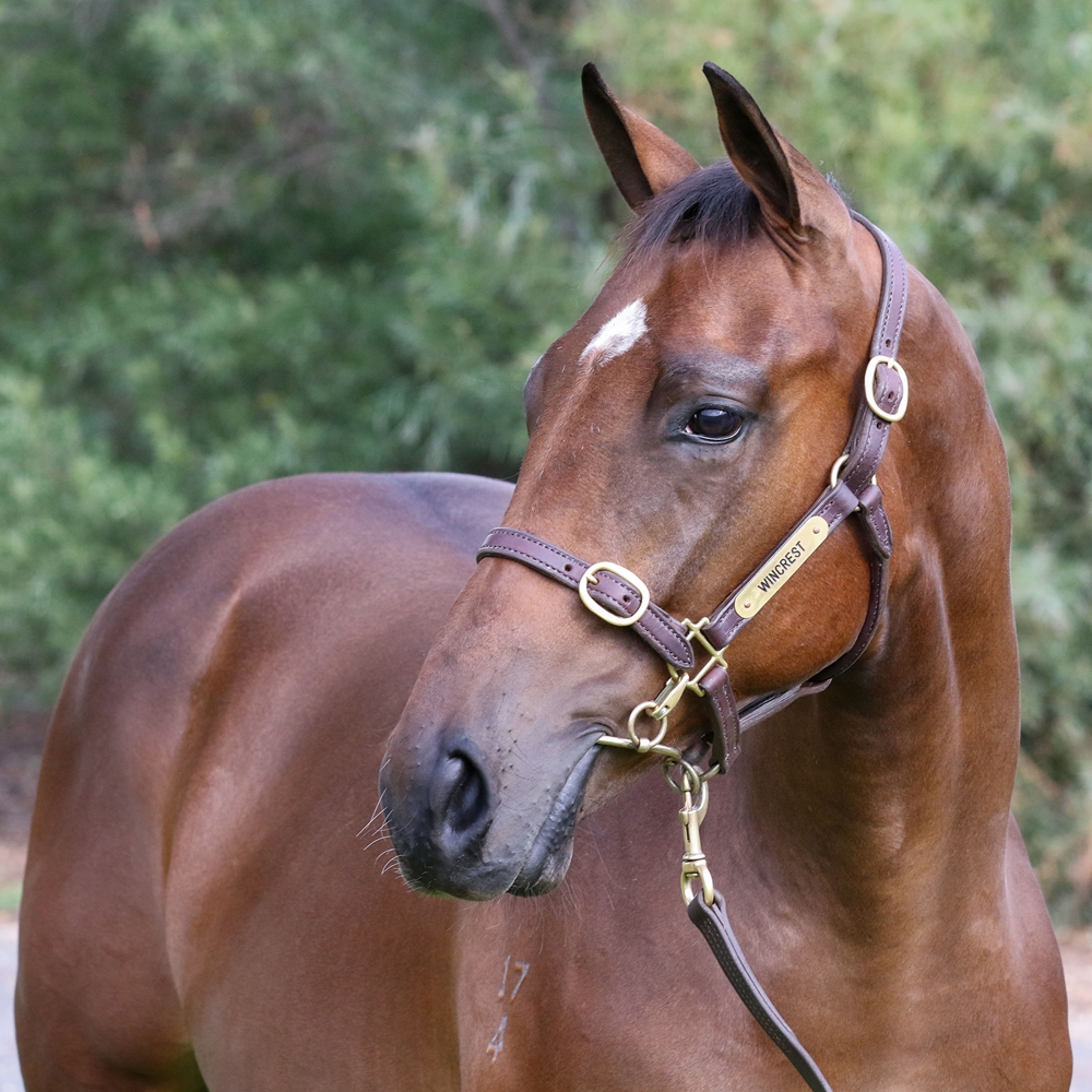 Ghaiyyath (IRE) / Caution (AUS) 2024 Colt - Image 2