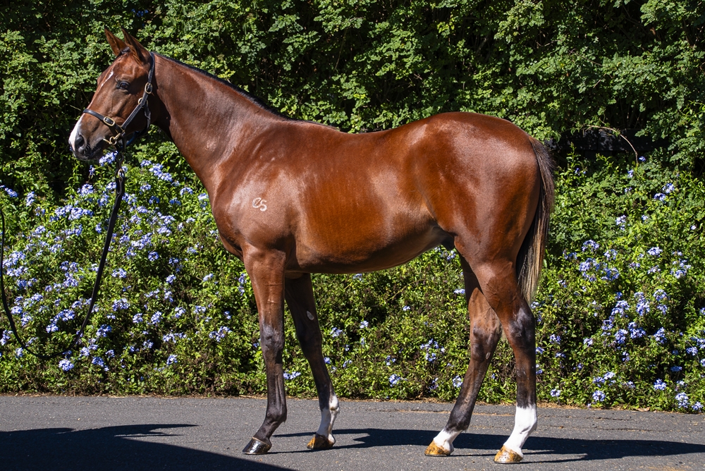 Dundeel (NZ) / Abatha (AUS) 2024 Colt - Image 1