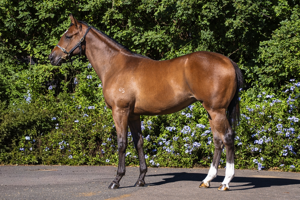 Ghaiyyath (IRE) / Fudgewedge (AUS) 2024 Filly - Image 1