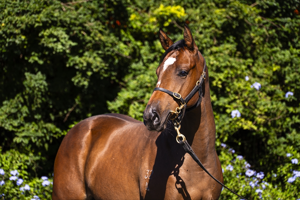 Ghaiyyath (IRE) / Fudgewedge (AUS) 2024 Filly - Image 2