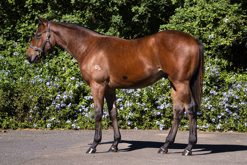 Acrobat (AUS) / Great Gal (AUS) 2024 Colt - Image 1