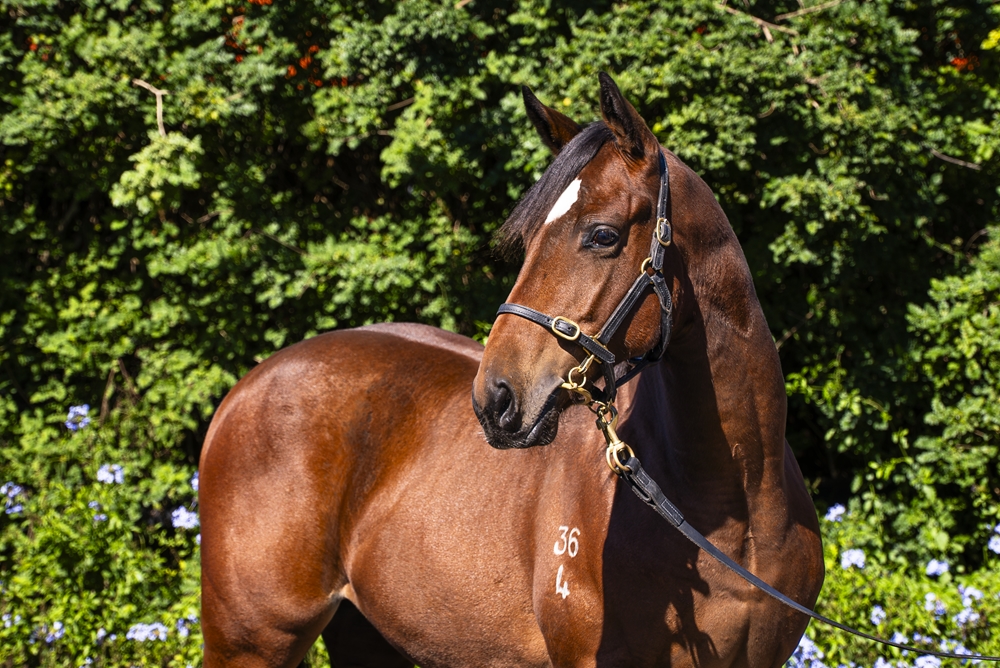 Acrobat (AUS) / Great Gal (AUS) 2024 Colt - Image 2