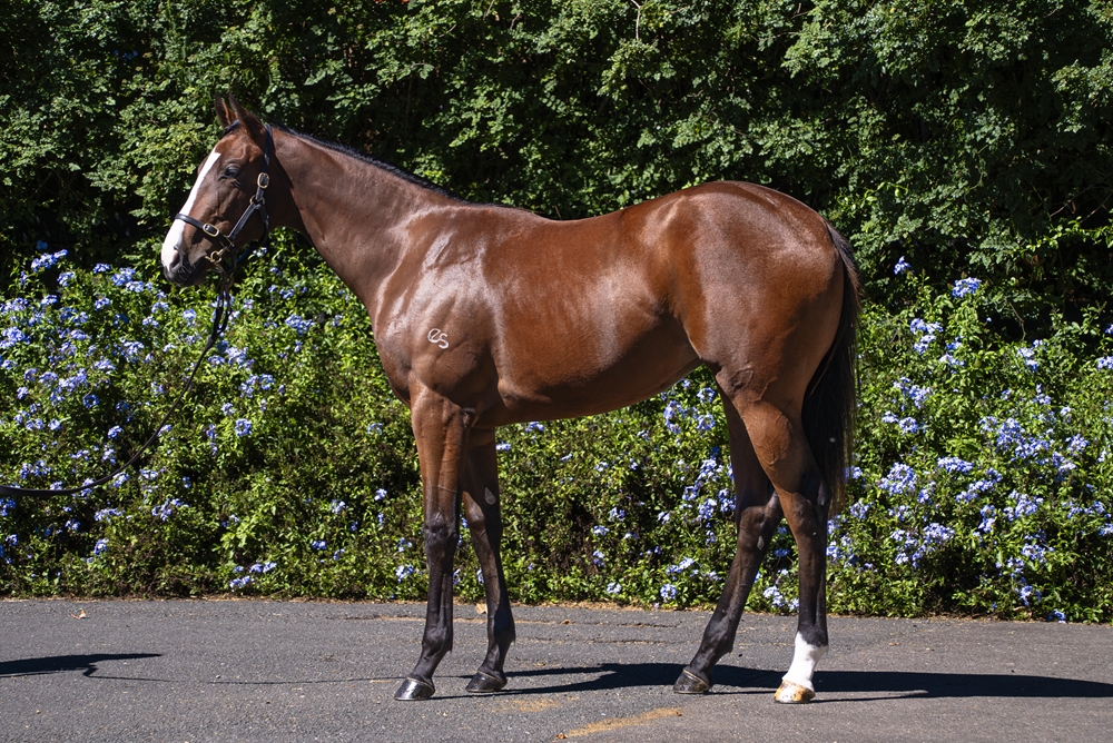 Hitotsu (AUS) / Lovelace (AUS) 2024 Filly - Image 1