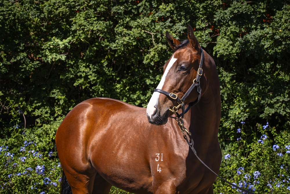 Hitotsu (AUS) / Lovelace (AUS) 2024 Filly - Image 2